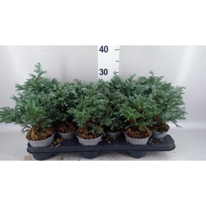 Chamaecyparis pis. 'Sky Blue'