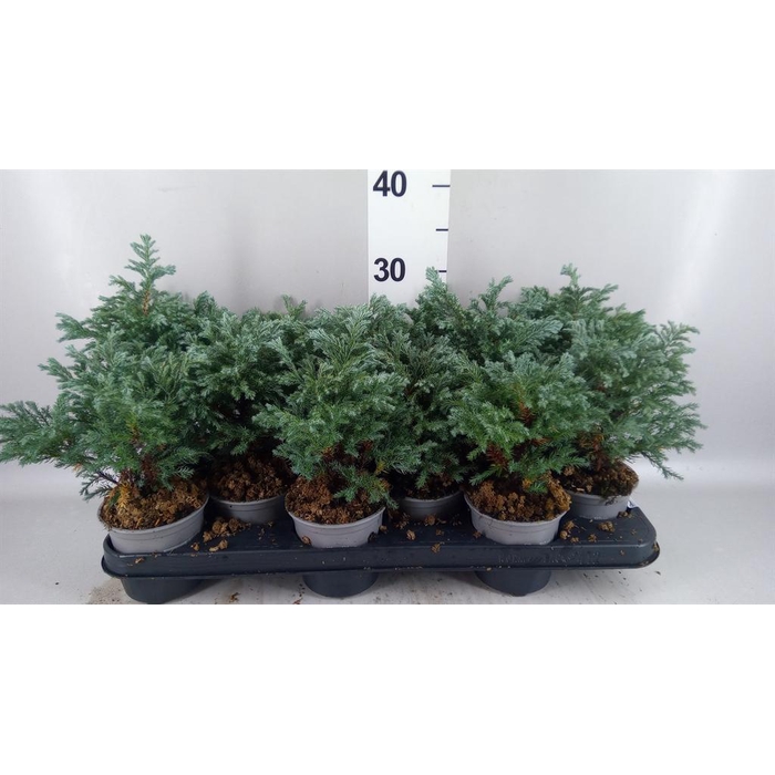 <h4>Chamaecyparis pis. 'Sky Blue'</h4>