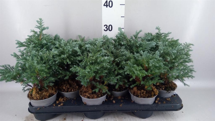 Chamaecyparis pis. 'Sky Blue'