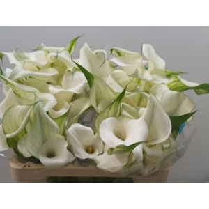 Calla Pure Art | Dubbelbloemig