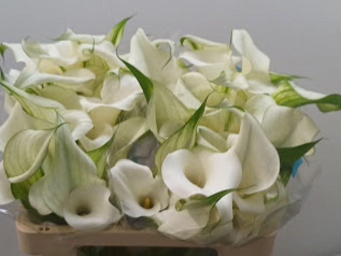 <h4>Calla Pure Art | Dubbelbloemig</h4>