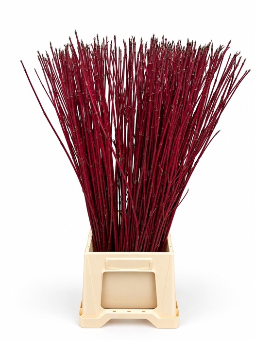 <h4>Cornus Alba Sibirica</h4>