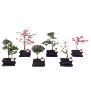 Outdoor Bonsai Mixed pot ø15cm with Saucer