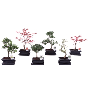 Outdoor Bonsai Mixed pot ø15cm with Saucer