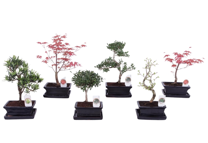<h4>Outdoor Bonsai Mixed pot ø15cm with Saucer</h4>