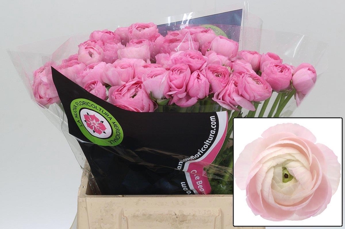 <h4>RAN EL PINK</h4>