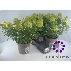 HYDR PA PANFLORA