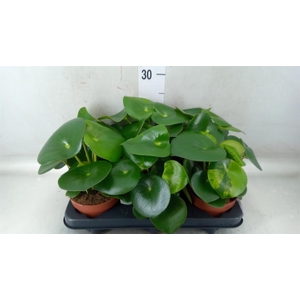 Peperomia polybotrya 'Raindrop'