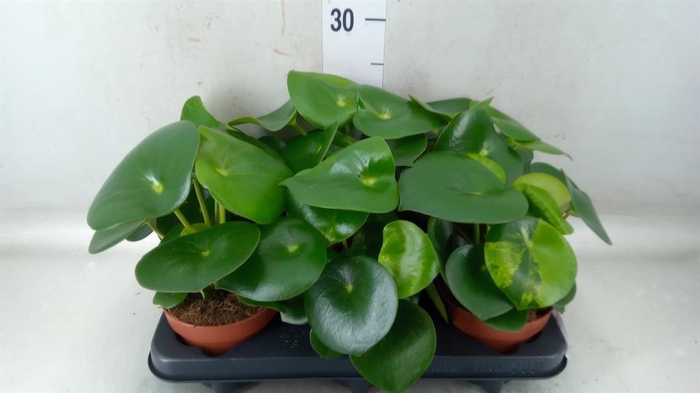 <h4>Peperomia polybotrya 'Raindrop'</h4>