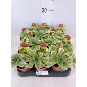 Aeonium   ...