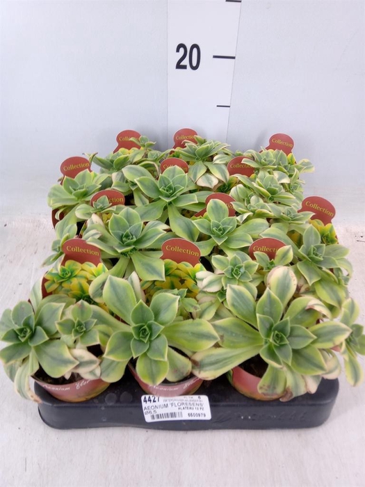 <h4>Aeonium   ...</h4>