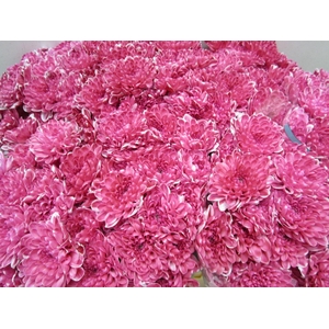 Chr T Altaj Pastel Rood