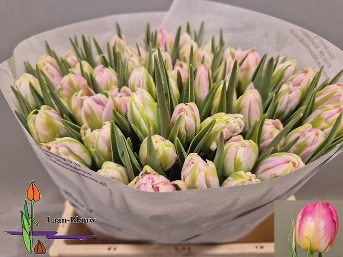 <h4>TU DU DOTCOM</h4>