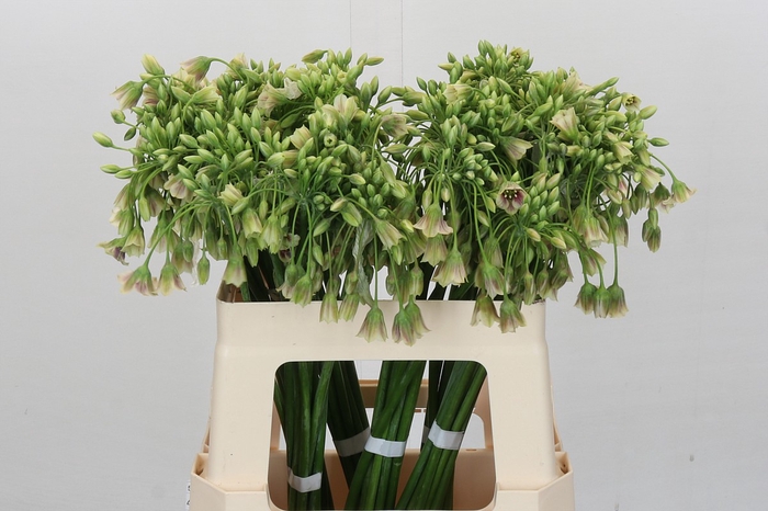 <h4>Allium Nectaroscordum Siculum</h4>