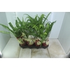 ASPLENIUM OSAKA CRESPO P14