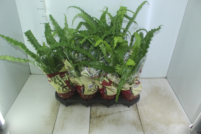 <h4>ASPLENIUM OSAKA CRESPO P14</h4>