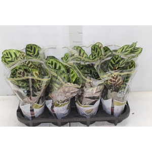 CALATHEA MAKOYAMA P12