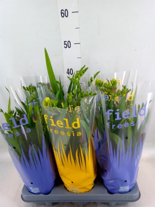 <h4>Freesia   ...</h4>