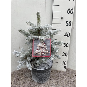Picea Pu Super Blue