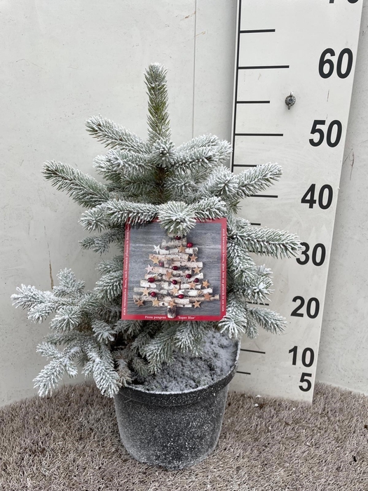 <h4>Picea Pu Super Blue</h4>