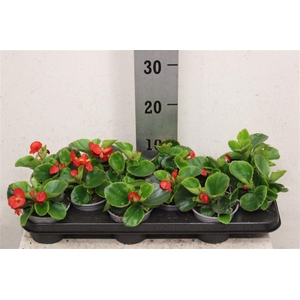 Begonia Semperflorens Grp groenbladig gemengd