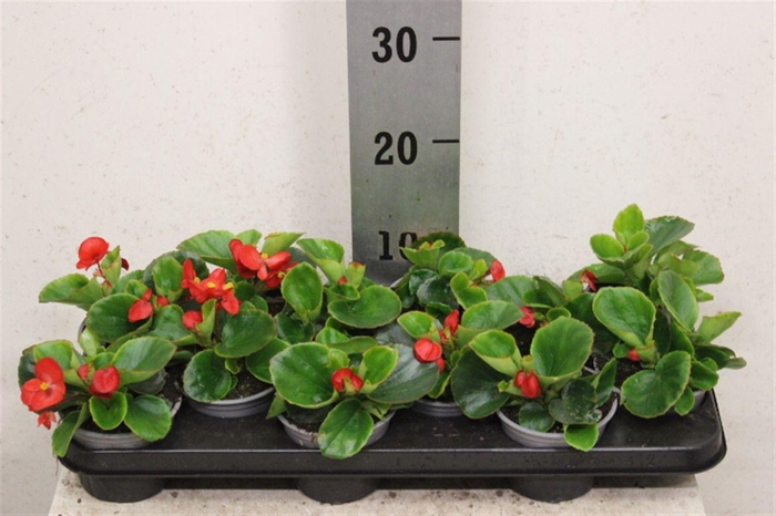<h4>Begonia Semperflorens Grp groenbladig gemengd</h4>