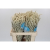 Amaranthus Yearming Desert
