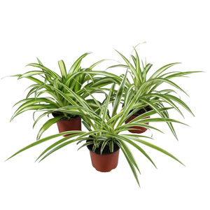 Chlorophytum mix