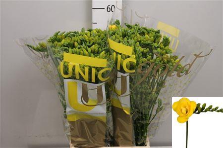 <h4>Fr Du Soleil</h4>