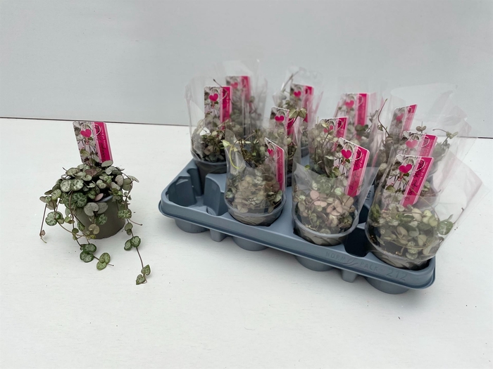 <h4>Ceropegia woodii 'Silver Glory'</h4>