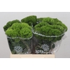 Dianthus Br Kiwi Mellow