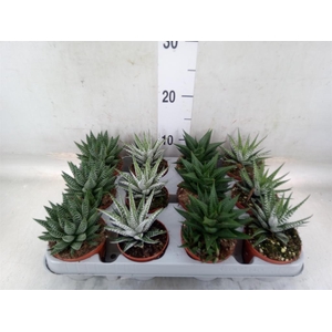 Haworthia   ...mix