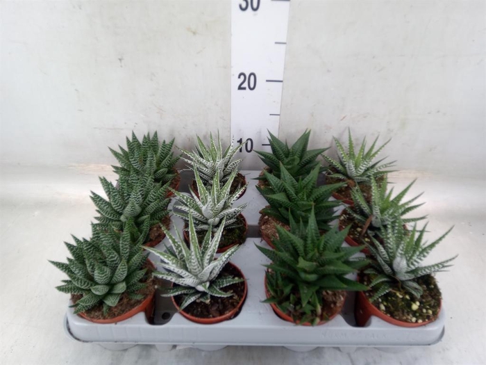 <h4>Haworthia   ...mix</h4>