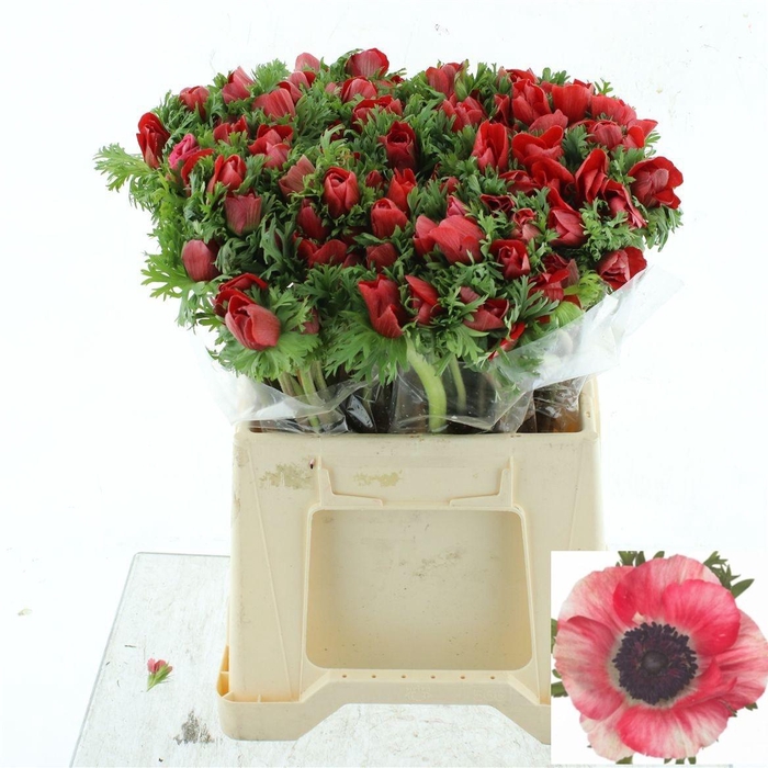 <h4>ANEM CO MIS + RED</h4>