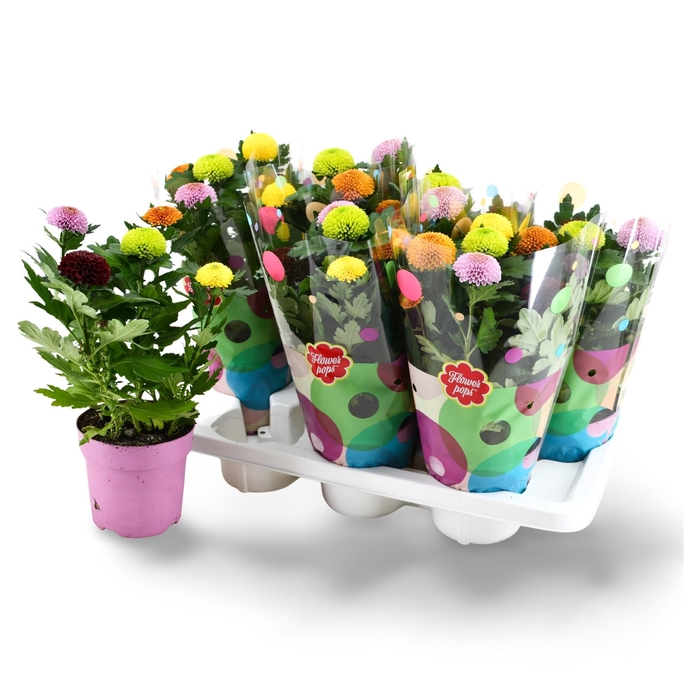<h4>Flowerpops</h4>