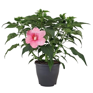 Hibiscus Extreme Hot Pink p23