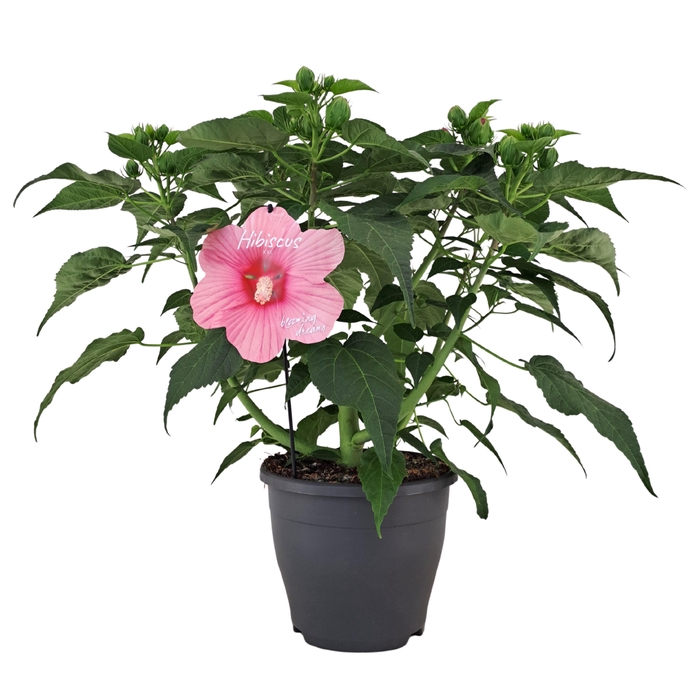 <h4>Hibiscus Extreme Hot Pink p23</h4>