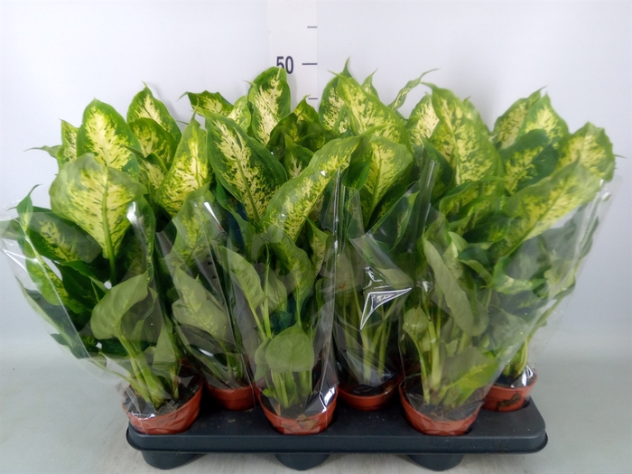 <h4>Dieffenbachia  'Compacta'</h4>