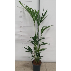 HOWEA FORSTERIANA