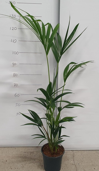 <h4>HOWEA FORSTERIANA</h4>