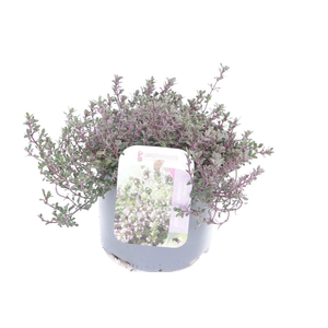 Thymus citr. Silver Queen