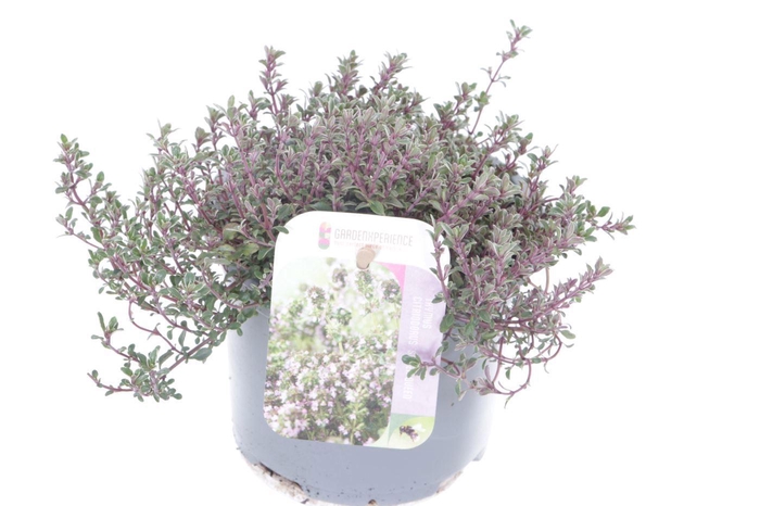 <h4>Thymus citr. Silver Queen</h4>
