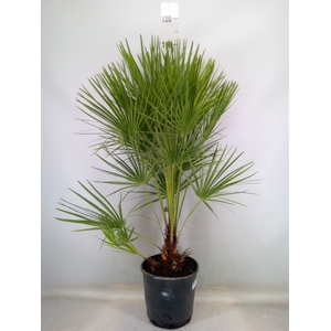 Chamaerops humilis
