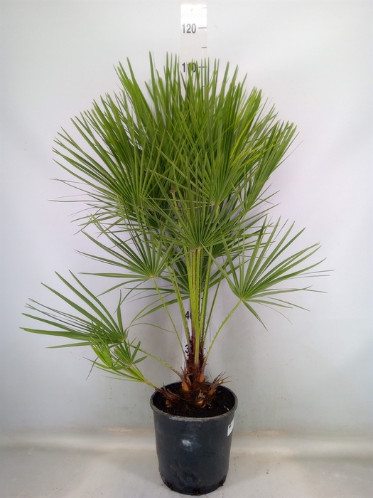 <h4>Chamaerops humilis</h4>