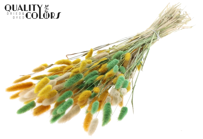 <h4>Lagurus Premium per bunch Summer Mix</h4>