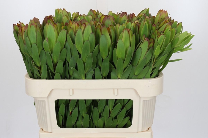 <h4>Leucadendron Goldstrike</h4>