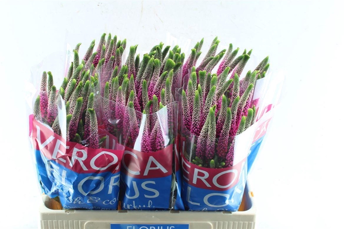 <h4>Veronica Smart Artist Pink</h4>