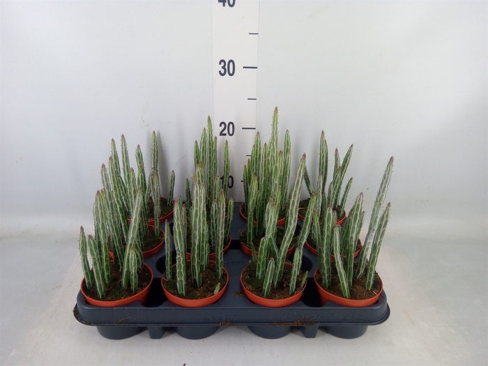 <h4>Senecio   ...</h4>