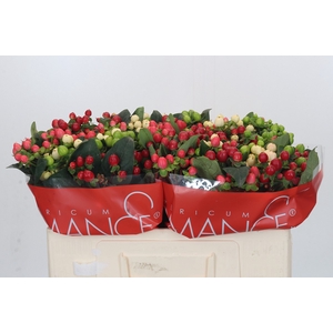 Hypericum Rainbow Romance