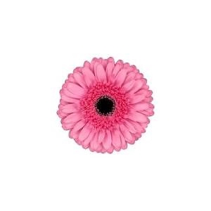 Gerbera Peppa Water x40
